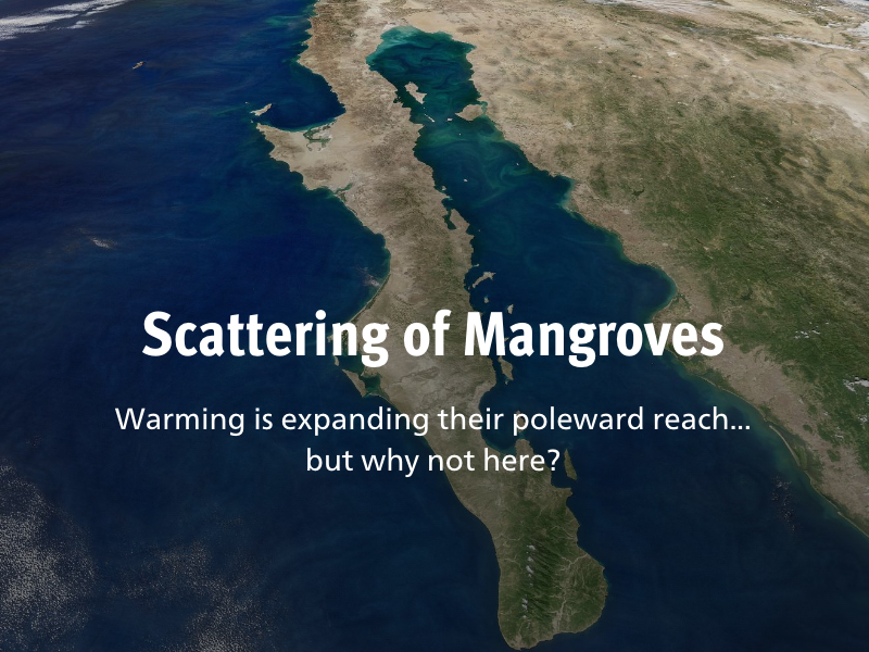 Scattering of Mangroves