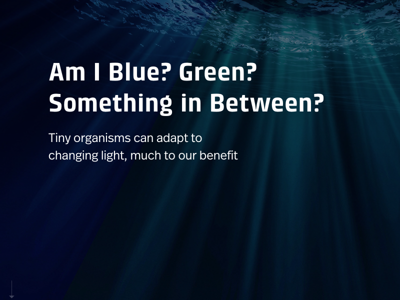 Am I Blue? Green? Something in Between?