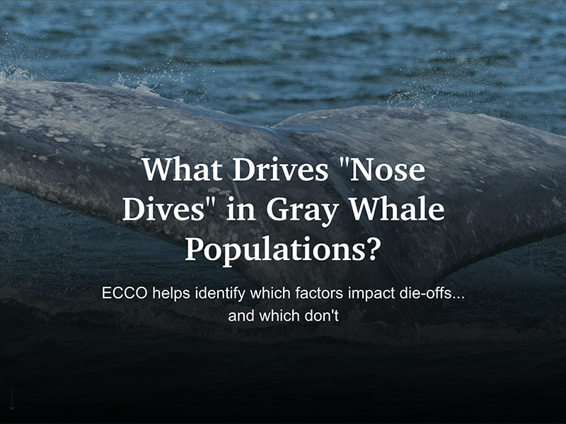 What Drives ’Nose Dives’ in Gray Whale Populations?